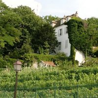 Les vignes de Montmartre